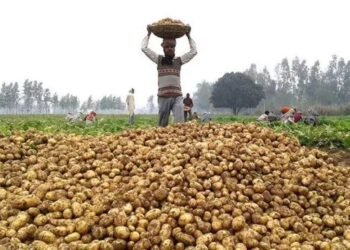हरियाणा में आलू किसानों को मिलेगा भावांतर स्कीम का लाभ, घाटे की होगी भरपाई