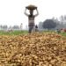 हरियाणा में आलू किसानों को मिलेगा भावांतर स्कीम का लाभ, घाटे की होगी भरपाई