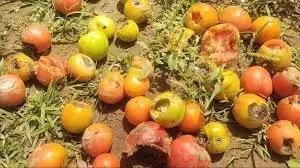 बारिश की मार: सोलन के टमाटर किसानों को भारी नुकसान, फसल 50% तक तबाह