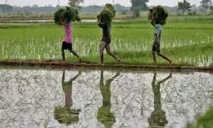 कृषि ऋण नई ऊंचाई पर, वित्त वर्ष 2025 में 28 लाख करोड़ रुपये को पार करेगा