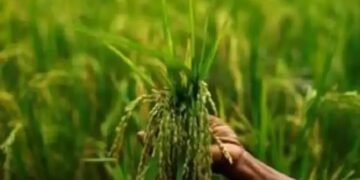 पंजाब में रिकॉर्ड धान की खरीद! 85 लाख टन से अधिक की खरीद