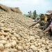 दामों से ओडिशा की जनता परेशान, आलू ने लगाई हॉफ सेन्चुरी