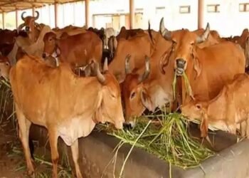 महाराष्ट्र सरकार का अहम फैसला, दूध बेचने वाले किसानों को मिलेगी सब्सिडी