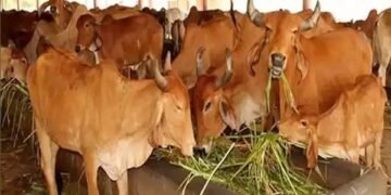 महाराष्ट्र सरकार का अहम फैसला, दूध बेचने वाले किसानों को मिलेगी सब्सिडी