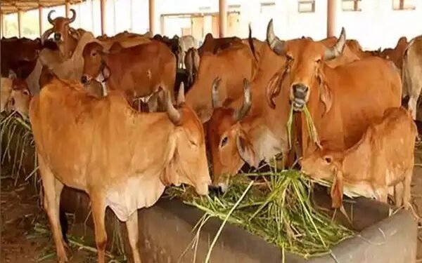 महाराष्ट्र सरकार का अहम फैसला, दूध बेचने वाले किसानों को मिलेगी सब्सिडी