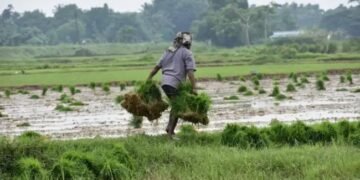 भारत में चावल की पैदावार बढ़ाना: टिकाऊ कृषि के लिए डेटा-संचालित दृष्टिकोण