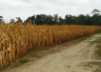 IMD ने पंजाब, हरियाणा और दिल्ली के किसानों को दी सलाह, मौसमी बदलाव से हो सकता है नुकसान!