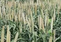 खाद्य कंपनियों की ओर से अधिक मांग के कारण बाजरा की कीमतें एमएसपी से ऊपर