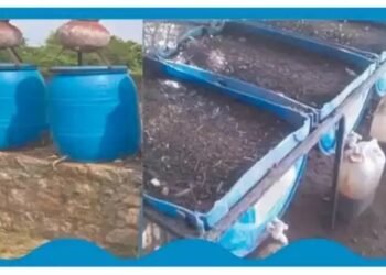 जानें क्या है वर्मीवाश, जिसके इस्तेमाल से फसल उत्पादन में आएगी बढ़ोतरी