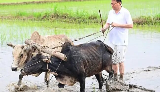उत्तराखंड के मुख्यमंत्री पुष्कर सिंह धामी खुद उतरे खेत में, धान की रोपाई कर किसानों को दिया सम्मान