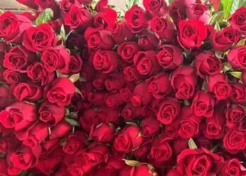 पॉलीहाउस में किसान करें इस गुलाब की खेती, सिर्फ एक महीने में होगा डबल मुनाफा!