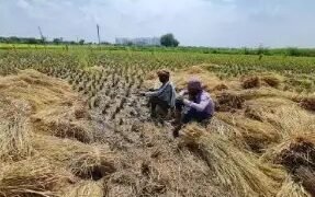 PAU लुधियाना किसान मेले में राज्य कृषि मंत्री ने किया बड़ा ऐलान, जानें डिटेल
