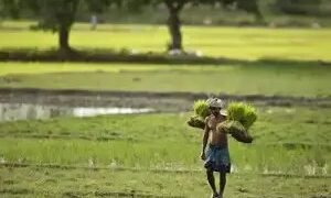 भारत को दालों और तिलहनों में हाइब्रिड तकनीक को अपनाने में तेजी लानी चाहिए- पीके मिश्रा