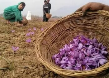 पहलगाम के बाद बढ़ी इस मसाले के कीमत, जानें क्या है भाव