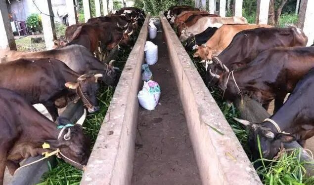 बदलते  मौसम में ऐसे करें पशु की देखभाल, नहीं होंगे बीमार