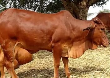 जानें बलूचिस्तानी नस्ल की गाय के बारे में, देती है 20 लीटर दूध