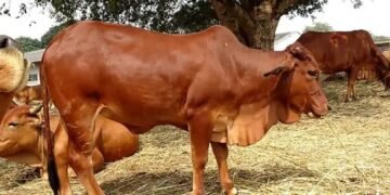 जानें बलूचिस्तानी नस्ल की गाय के बारे में, देती है 20 लीटर दूध