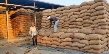 चावल के नमूने फेल होने पर बढ़ा मील मालिकों का डर, नमी वाले धान उठाने से इनकार