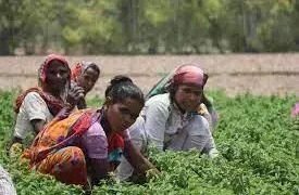 ग्रामीण क्षेत्र की उद्यमी महिलाओं के लिए सरकार की नई स्कीम, जानें कैसे मिलेगा फायदा