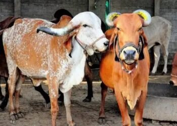 देसी गाय पालकर किसान भाई कमाए लाखों! इन योजनाओं के लाभ से मिलेगा अनुदान