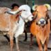 देसी गाय पालकर किसान भाई कमाए लाखों! इन योजनाओं के लाभ से मिलेगा अनुदान