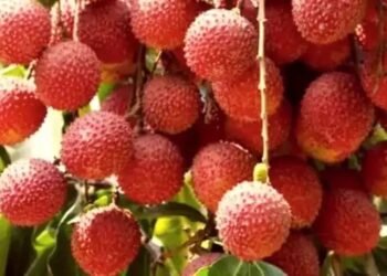तेज गर्मी में खराब हो रही शाही लीची की फसल, कृषि वैज्ञानिकों ने दिए सुझाव