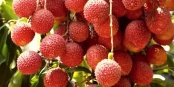 तेज गर्मी में खराब हो रही शाही लीची की फसल, कृषि वैज्ञानिकों ने दिए सुझाव