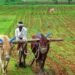 किसानों को बीज मुहैया कराएगी योगी सरकार, नहीं रहना पड़ेगा निर्भर
