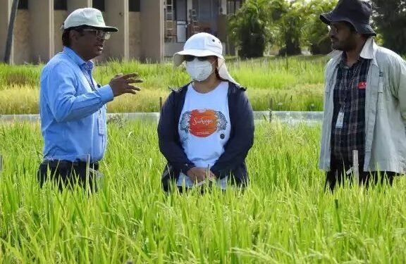 भारतीय वैज्ञानिक सुरक्षित,आर्सेनिक फ्री चावल की खोज कर रहे हैं