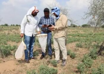 भारत में रेगिस्तानी टिड्डों से निपटना: एफएओ ने निगरानी और पूर्वानुमान क्षमताओं को मजबूत किया