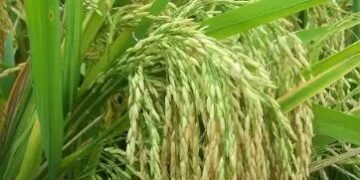 धान के लिए 800 रुपये एमएसपी देगी इस राज्य की सरकार, जानें डिटेल!