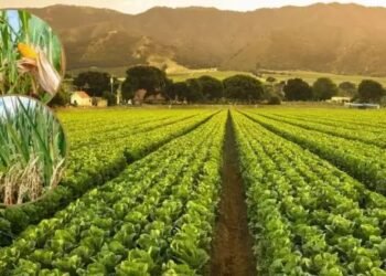 UP के किसानों के लिए बड़ी खुशखबरी, फसल प्रशिक्षण के लिए इस तकनीक से करें बुवाई