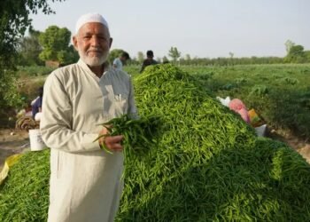मिर्च की सहफसली खेती से बदली किस्मत, उत्तर प्रदेश के महबूब किसानों के लिए बने प्रेरणा