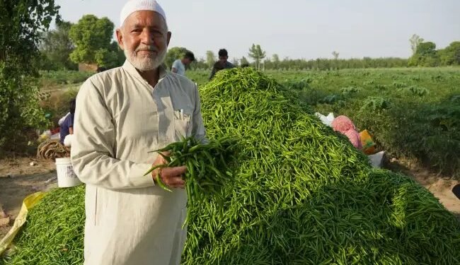 मिर्च की सहफसली खेती से बदली किस्मत, उत्तर प्रदेश के महबूब किसानों के लिए बने प्रेरणा