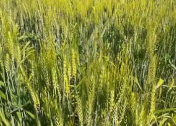 गेहूं की इन तीन किस्मों से होगी अधिक पैदावार, जानें क्या है खास?