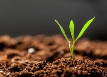 अब SMS और व्हाट्सएप पर मिलेगा सॉइल हेल्थ कार्ड, मिलेगी मिट्टी की पूरी जानकारी, जानें प्रोसेस?