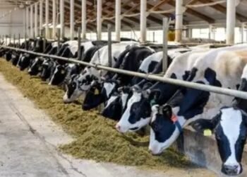 पशुपालन और डेयरी सेक्टर को बढ़ाने के लिए ये कार्य कर रही सरकार, जानें डेटेल!