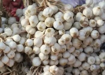भारत में चाइनीज लहसुन का आयात जारी, सरकार ने दी जब्त की गई खेप की जानकारी!