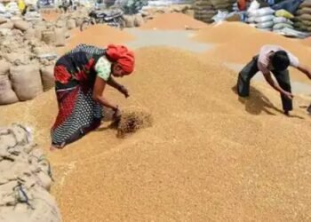 गेहूं आवक के बाद नहीं शुरु हुई खरीदी, अधिकारियों ने बताई वजह!