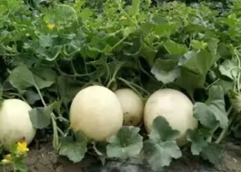 खरबूजे की अधिक डिमांड, 60-70 दिनों में होगी लाखों की कमाई!