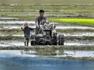 इस साल 13 जून तक धान की बुआई 13% बढ़कर 4.53 लाख हेक्टेयर हो गई: सरकार