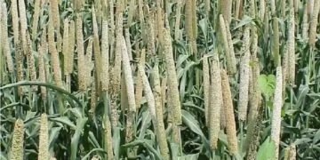 देश में मोटे अनाज़ का उत्पादन 174.08 लाख मीट्रिक टन होने का अनुमान