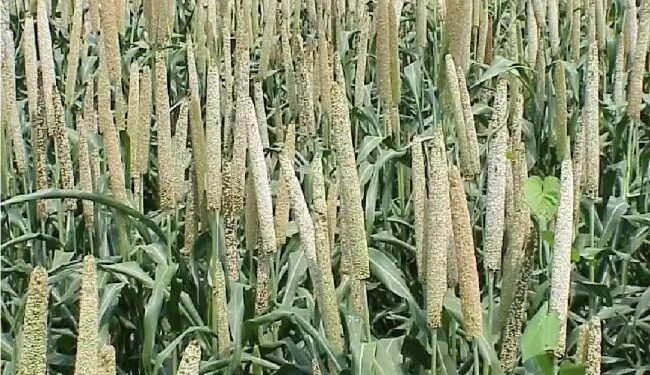 देश में मोटे अनाज़ का उत्पादन 174.08 लाख मीट्रिक टन होने का अनुमान