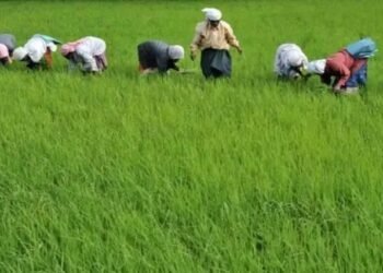 देश में खरीफ फसलों की बुवाई में बढ़ोतरी, अब तक 597.86 लाख हेक्टेयर में हो चुकी बुआई