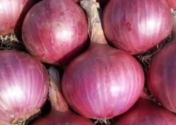 ताजा आवक के कारण मंडी में प्याज की कीमतों में सप्ताह भर में 50% की गिरावट