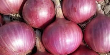 ताजा आवक के कारण मंडी में प्याज की कीमतों में सप्ताह भर में 50% की गिरावट