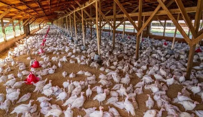 मुर्गियों को हो सकता है ये रोग, बचाव के लिए अपनाएं ये टिप्स