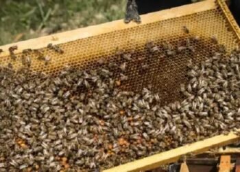 हरियाणा बना मधुमक्खी पालन नीति बनाने वाला पहला राज्य, 2030 तक रखा ये लक्ष्य!