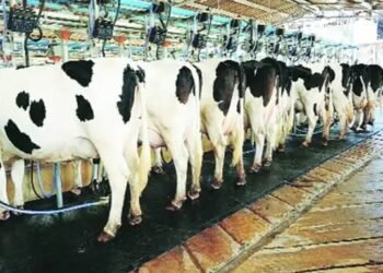 अब मुफ्त में होगा पशुओं का इलाज, टीका भी बिलकुल फ्री, 1 मार्च से मिलेगी सुविधा!