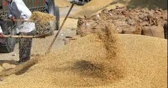 हरियाणा किसान एमएसपी पर बेच रहे धान और बाजरा, खातों में हो रहा सीधा भुगतान!